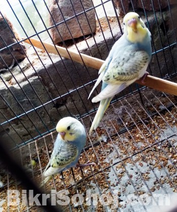 Budgerigar Baby